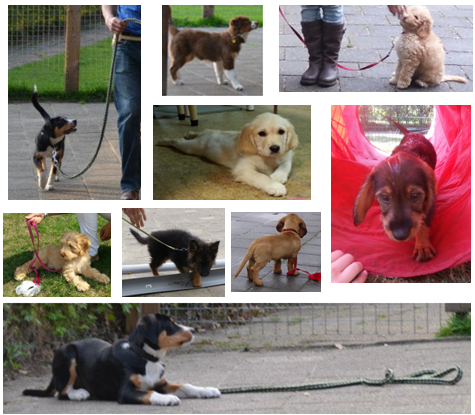 alles wat je je pup wilt aanleren